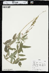 Desmodium canadense image