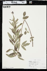 Desmodium canadense image