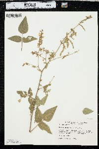 Desmodium canescens image