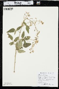 Desmodium canescens image