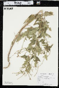 Desmodium canescens image