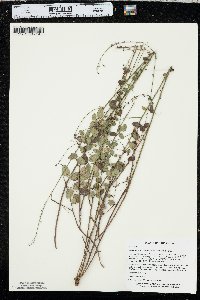 Desmodium ciliare image