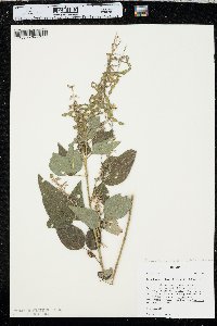 Desmodium cuspidatum var. longifolium image