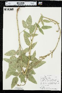 Desmodium illinoense image