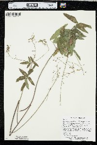 Desmodium paniculatum var. paniculatum image