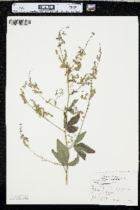 Desmodium perplexum image