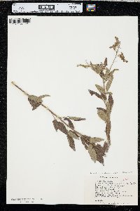 Desmodium perplexum image