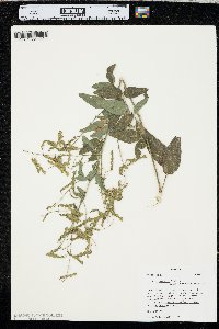 Desmodium perplexum image