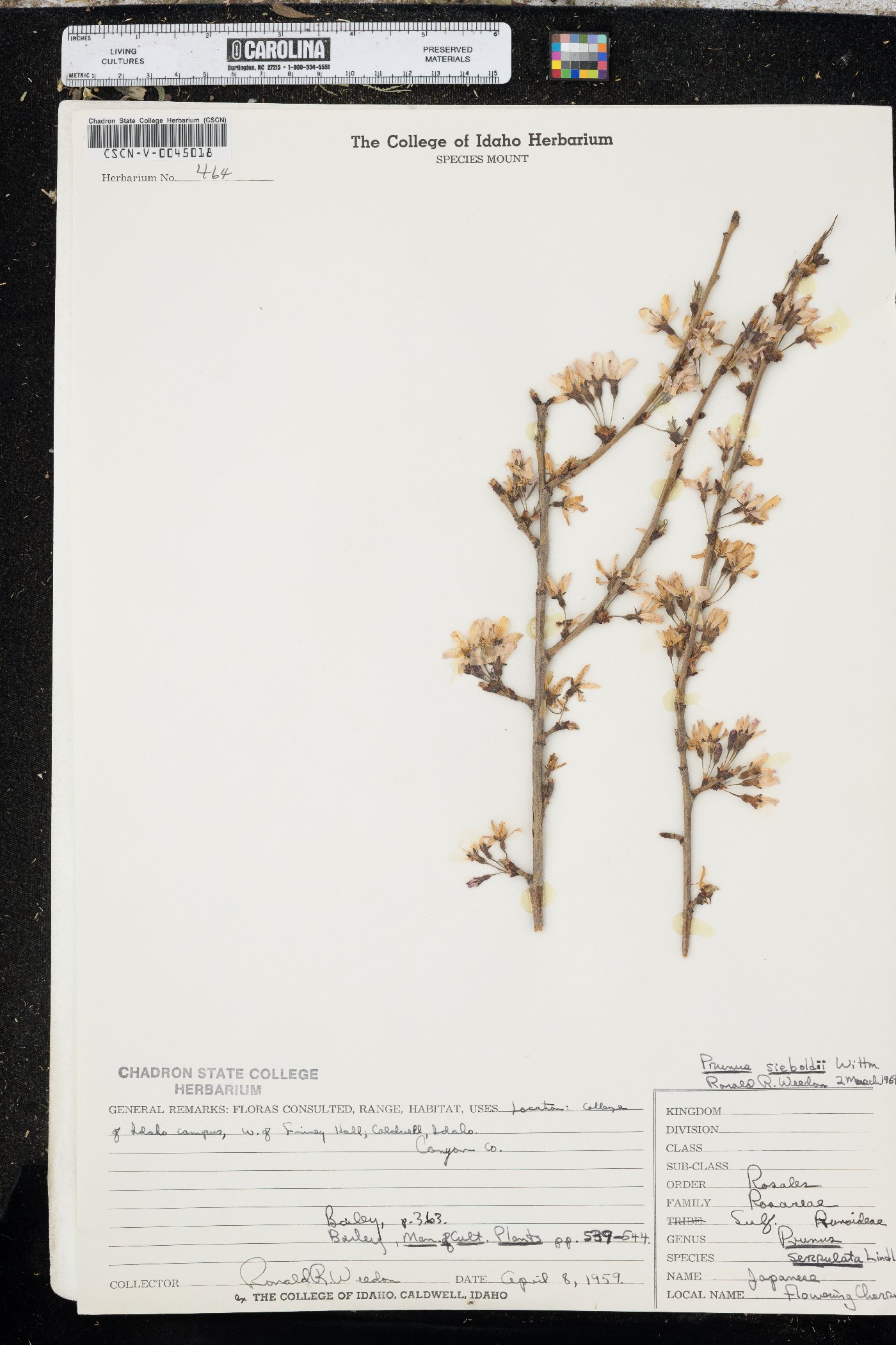 Prunus sieboldii image