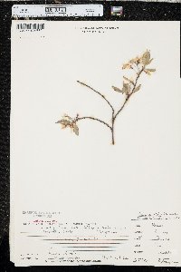 Prunus sieboldii image