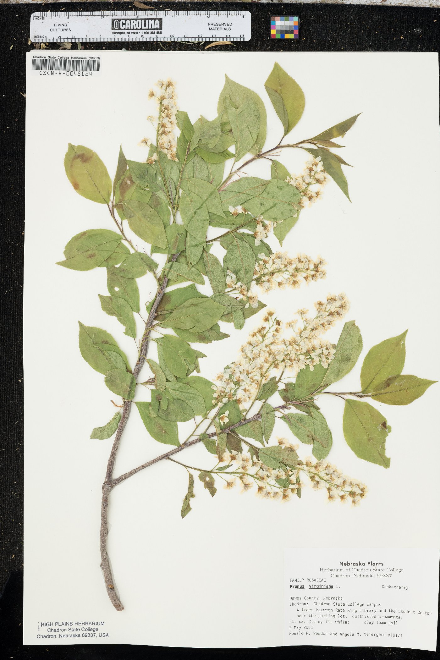 Prunus padus image