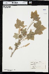 Ribes hudsonianum image