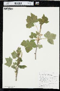 Ribes hudsonianum image