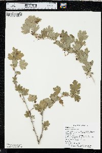 Ribes missouriense image