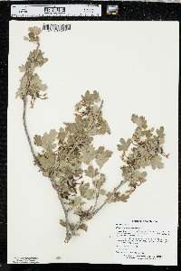 Ribes odoratum image