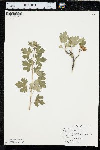 Ribes odoratum image