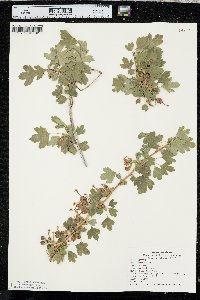 Ribes odoratum image