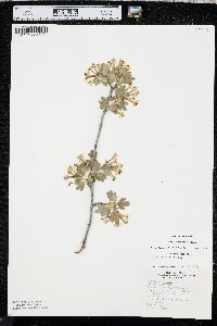 Ribes odoratum image