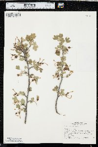 Ribes odoratum image