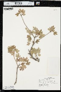 Ribes odoratum image