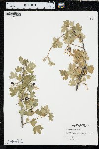 Ribes odoratum image