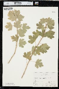 Ribes odoratum image