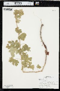 Ribes odoratum image