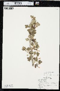 Ribes odoratum image