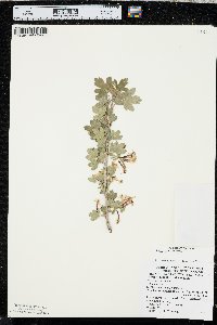 Ribes odoratum image