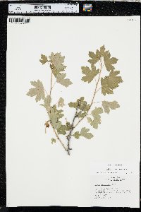 Ribes odoratum image