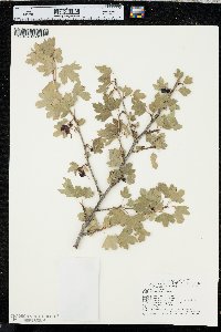 Ribes odoratum image