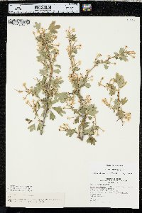 Ribes odoratum image