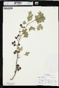 Ribes odoratum image