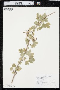 Ribes odoratum image