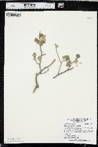 Ribes odoratum image