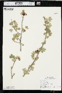 Ribes odoratum image