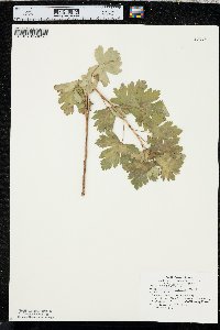 Ribes odoratum image