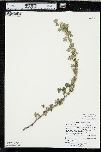 Ribes oxyacanthoides var. oxyacanthoides image