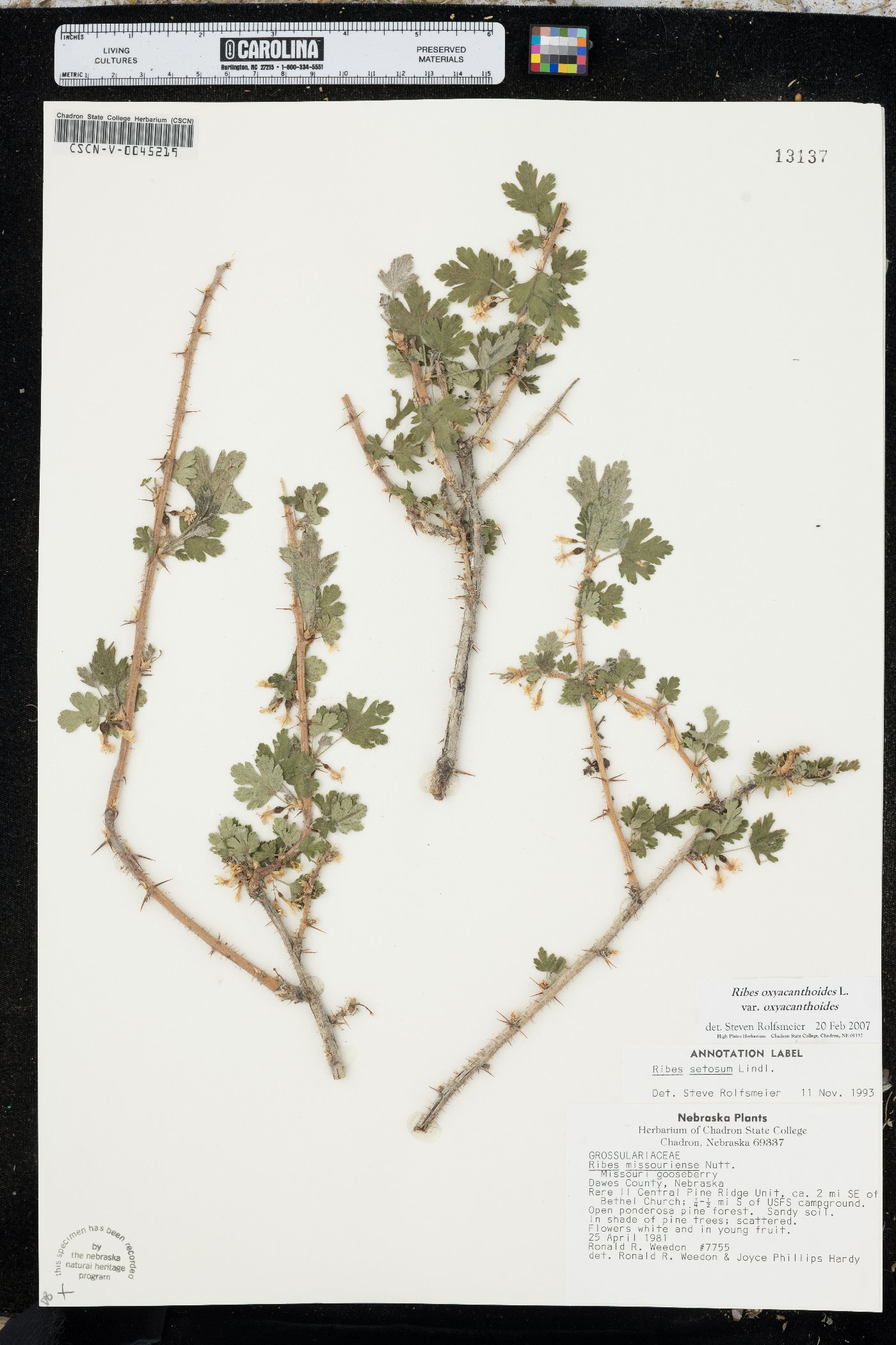 Ribes oxyacanthoides image