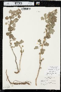 Ribes oxyacanthoides var. oxyacanthoides image