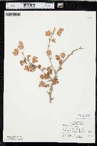 Ribes oxyacanthoides var. oxyacanthoides image