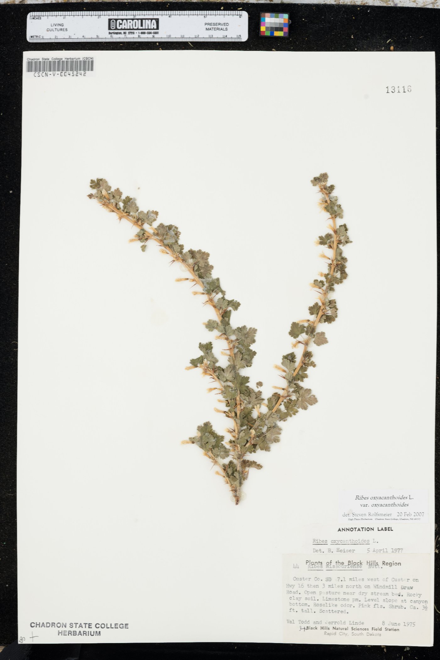 Ribes oxyacanthoides image