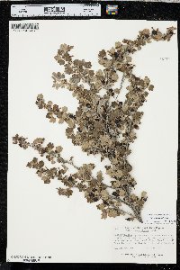 Ribes oxyacanthoides image