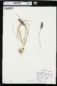 Muscari botryoides image