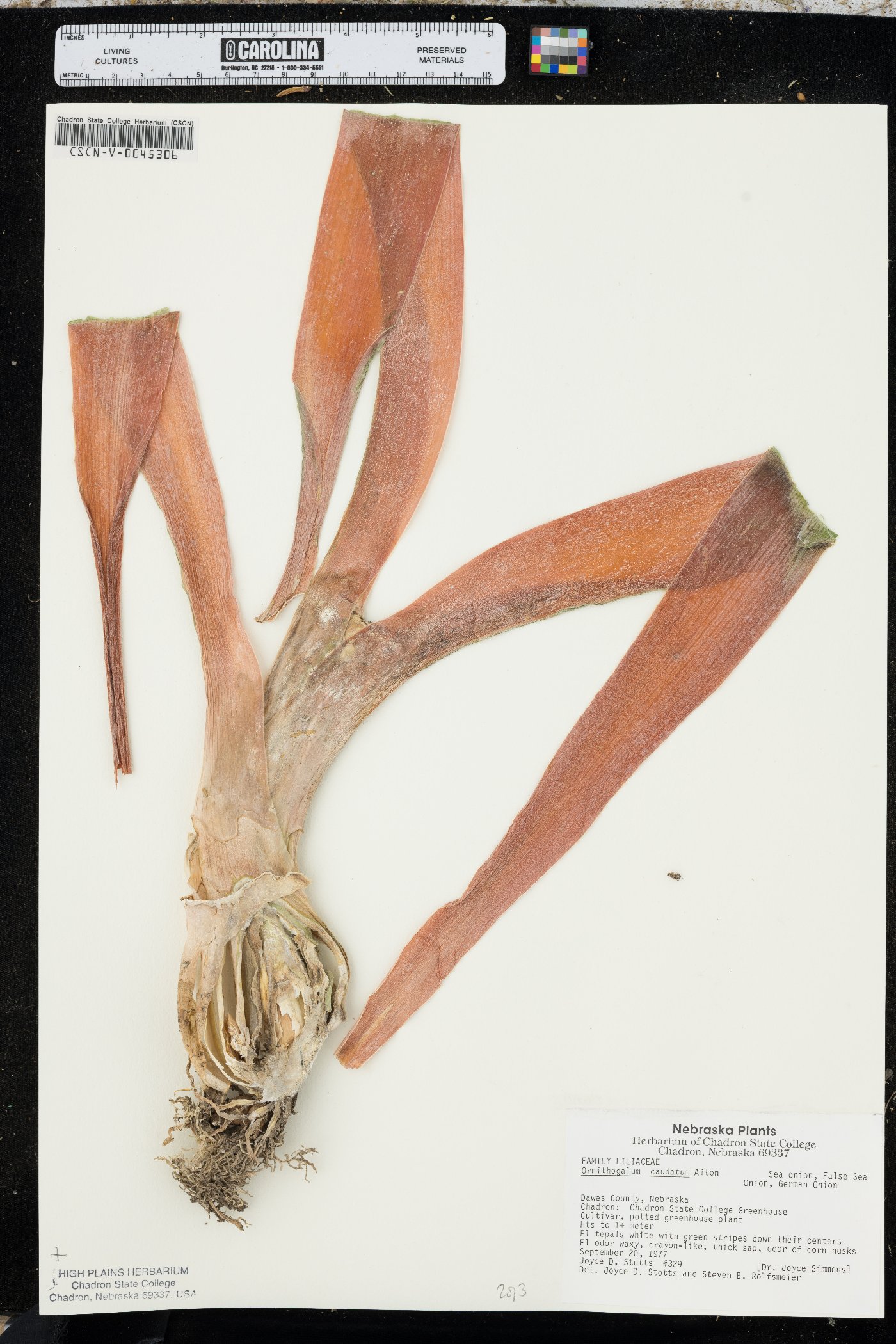 Ornithogalum caudatum image