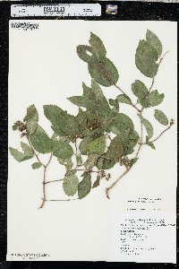 Philadelphus pubescens image