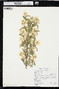 Philadelphus lewisii image