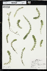 Elodea canadensis image