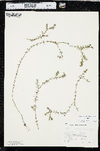 Elodea nuttallii image