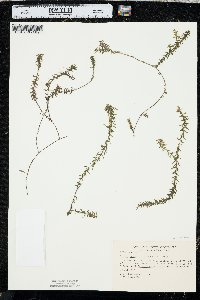 Elodea nuttallii image